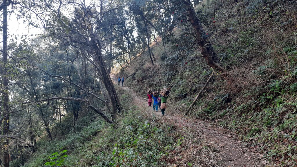 Hike in Oak forest,Binsar