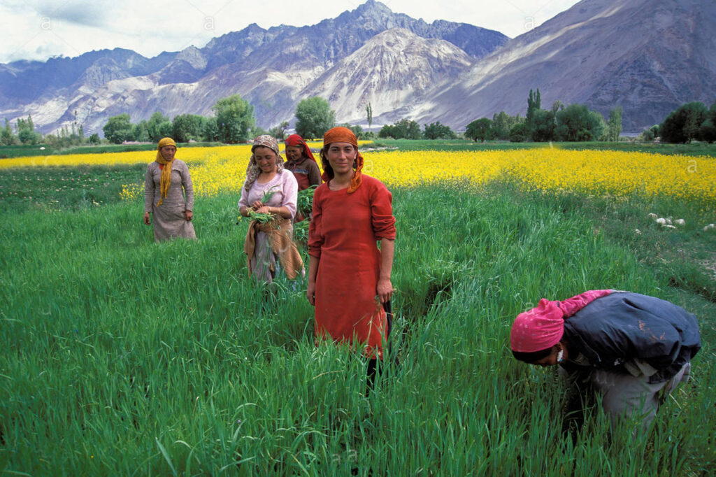 women-working-on-a-field-hunder-nubra-valley-ladakh-indian-himalayas-CRAMYN – Copy