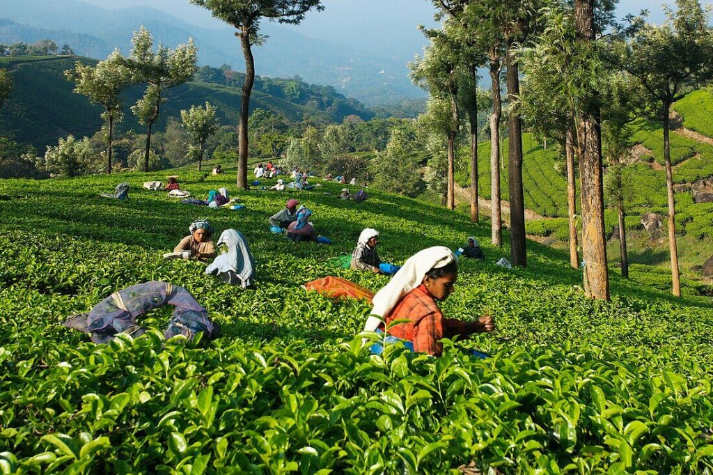 Tea plucking in Munnar