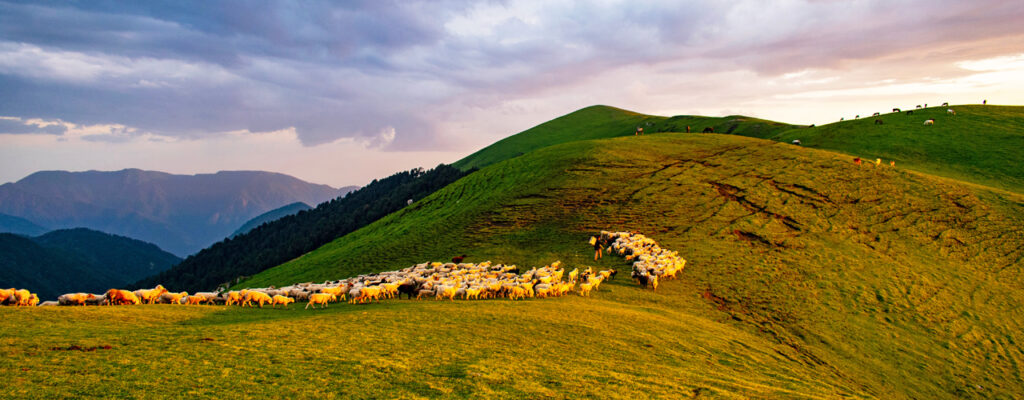 _Ali, Bedni Bugyal