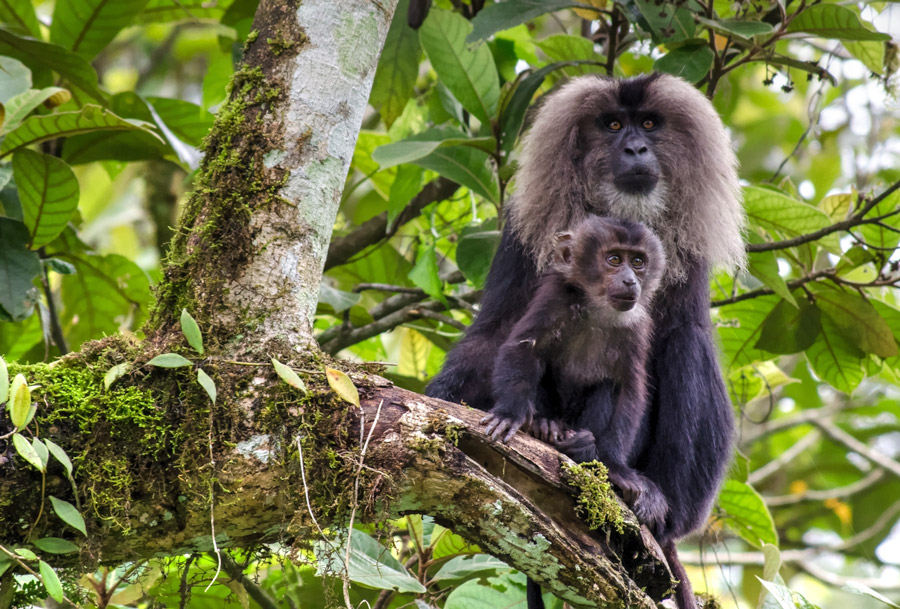 lion-tailed_macaque