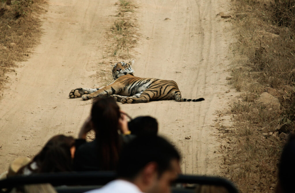 Tiger at Ranthambhore NP.
