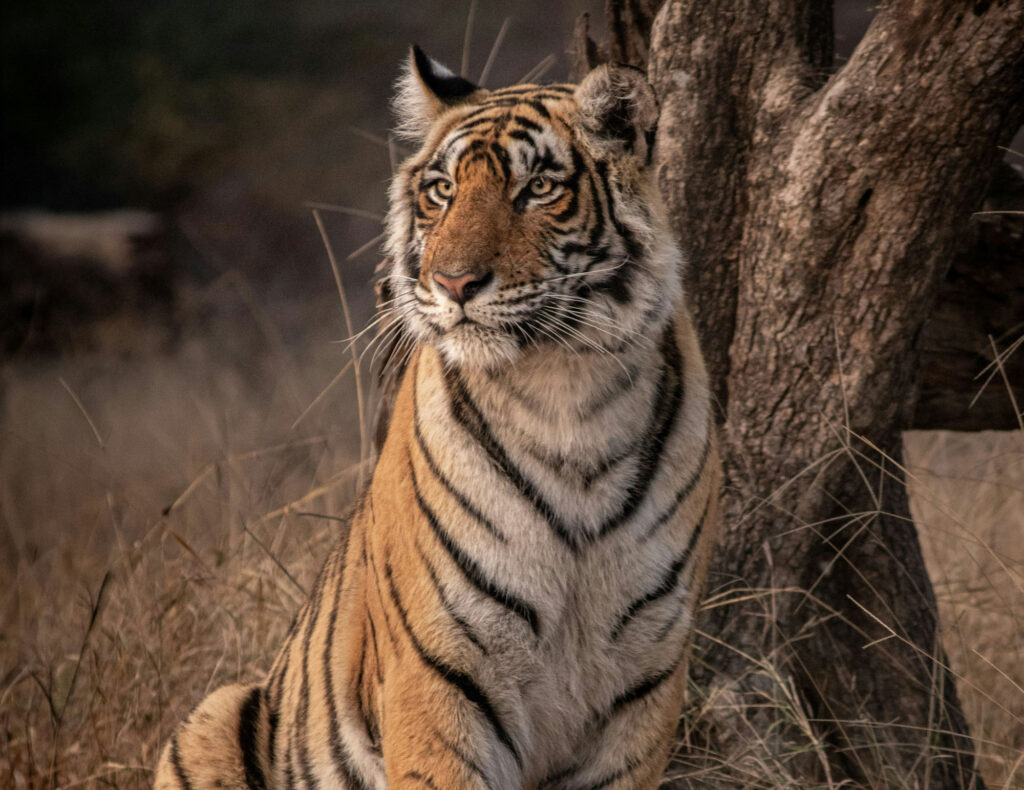 Tiger at Panna NP 1